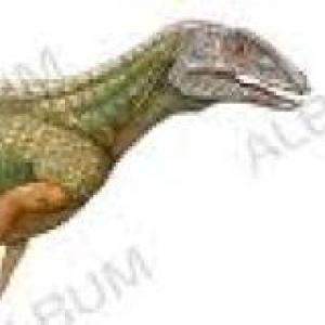 adivina