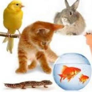 descubre el nombre de los animales