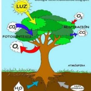Ciencias: La fotosíntesis y el suelo - Fotosíntesis y suelo