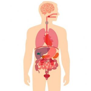 Sistema circulatorio y digestivo