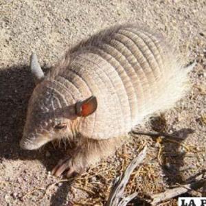 ANIMALES DE LA NATURALEZA