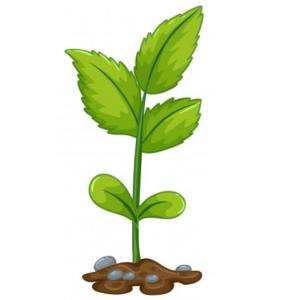 Las partes de la planta