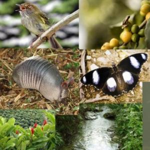 Patrones y tipos de biodiversidad