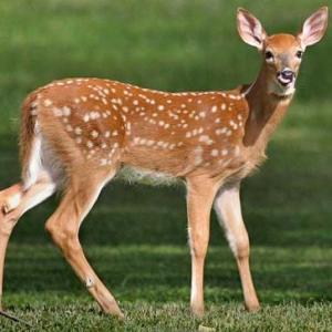 La piel del Venado