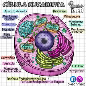 ¿Cuánto sabes de la célula eucariota?