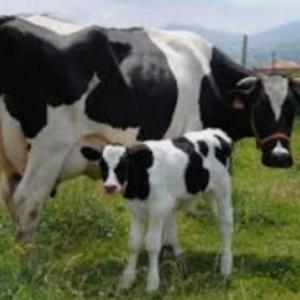 La Trivia de los mamíferos