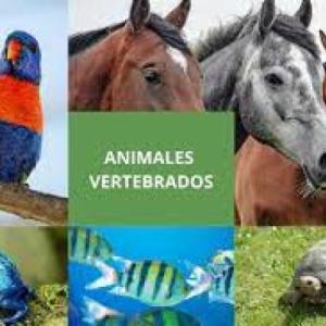 Animales Vertebrados