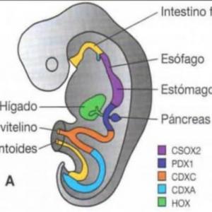 Embriologia del sistema digestivo