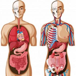 Anatomia del cuerpo