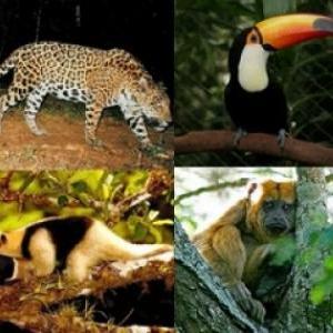 ANIMALES DE LA SELVA MISIONERA