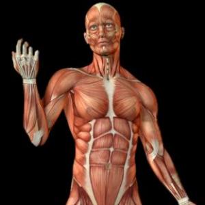 Sistema muscular