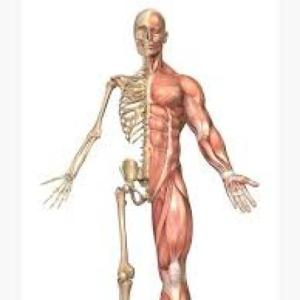 Aprendamos o aparello locomotor