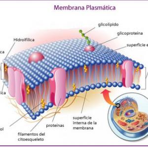 La membrana plasmática