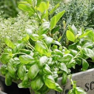 Memotest de la Plantas Aromáticas