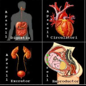 Los aparatos del cuerpo humano