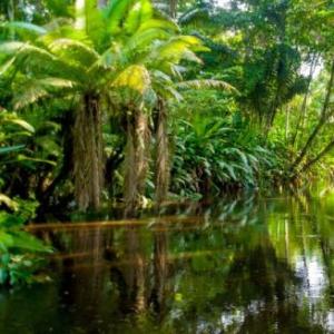 Amazon rain forest