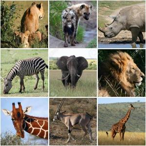 Animales De la selva