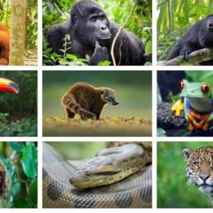 La trivia de la selva