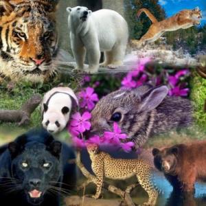 Haorcado de animales de la selva