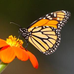 TRIVIA DE MARIPOSAS.
