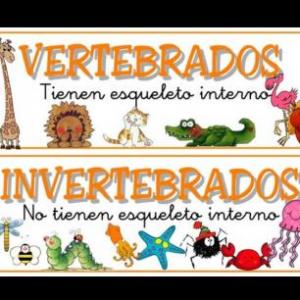 Vertebrados e invertebrados