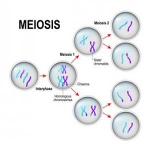 La meiosis y sus fases
