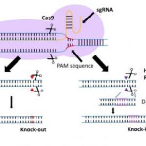 CRISPR CAS9