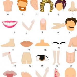 Partes del cuerpo