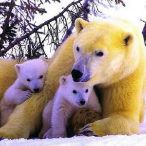 animalitos