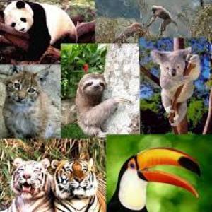 Imagen de portada del videojuego educativo:  ENDANGERED ANIMALS, de la temática Medio ambiente