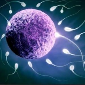 Gametos-Ciclo menstrual