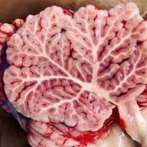 CEREBELIN