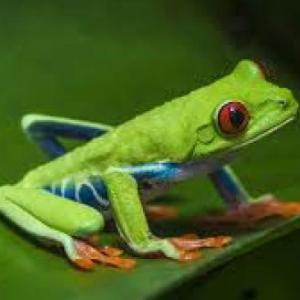 DUCHAZO SOBRE RANAS Y SAPOS