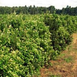 Eslabones de producción de la Yerba Mate