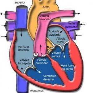 sistema cardiovascular
