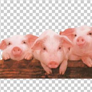 THREE LITTLE PIGS