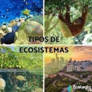 El ecosistema
