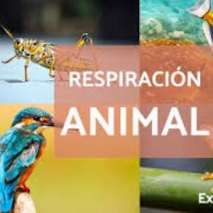 Tipos de Respiración