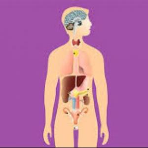 Sistema Endocrino