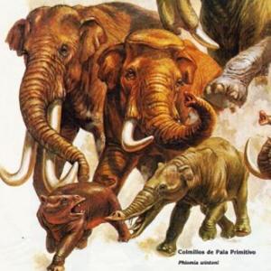 Imagen de portada del videojuego educativo: Fósiles, de la temática Biología
