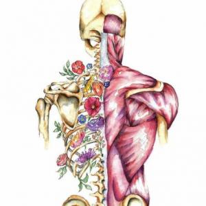 Aprendamos Anatomía Humana