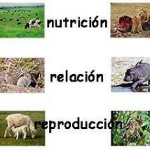 Las funciones vitales de los animales