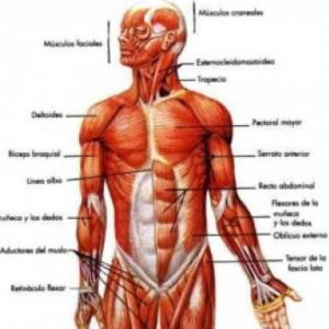 Imagen de portada del videojuego educativo: Concéntrese Músculos del Tronco, de la temática Biología