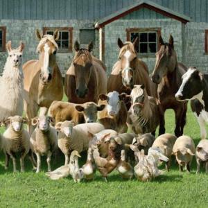 Aprendiendo sobre los animales de la granja