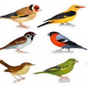 MEMOTEST DE AVES
