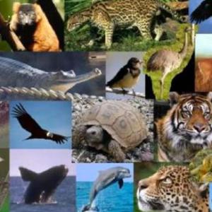 Animales en peligro de extinción