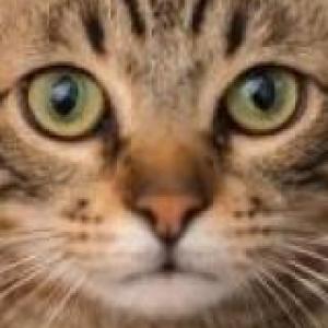 gATOS MIAU