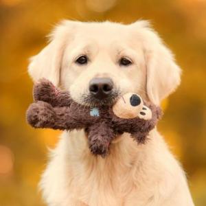 Animales