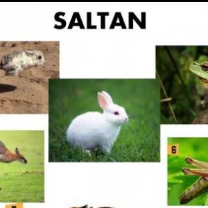 ANIMALES QUE SALTAN - Duchazos - Juego educativo - Biología - Mobbyt