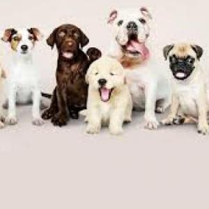 Características Perros